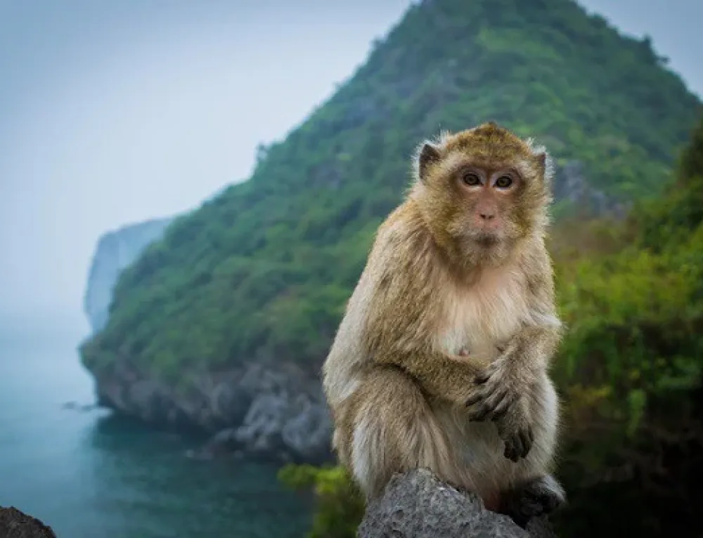 Đảo Khỉ Cát Bà có gì khám phá? – Du lịch Cát Bà (2023)