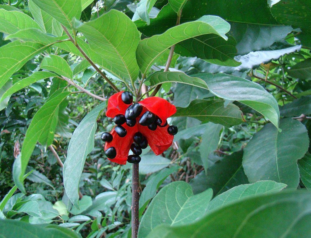 (Sterculia Lanceolata Cav) Thanh Sơn