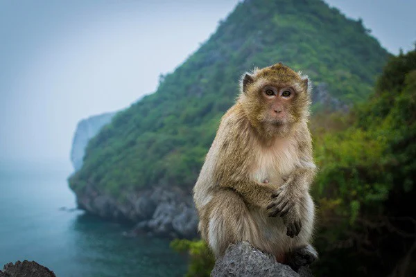 Đảo Khỉ Cát Bà có gì khám phá? – Du lịch Cát Bà (2023)